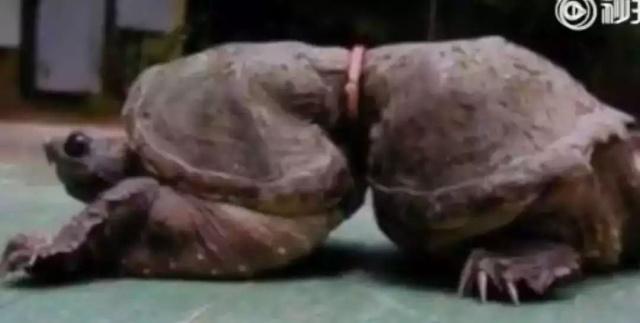 1634630783277102.jpeg 9.jpeg